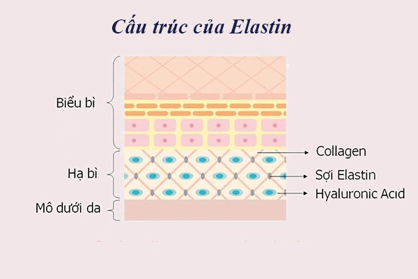 Cấu trúc của Elastin