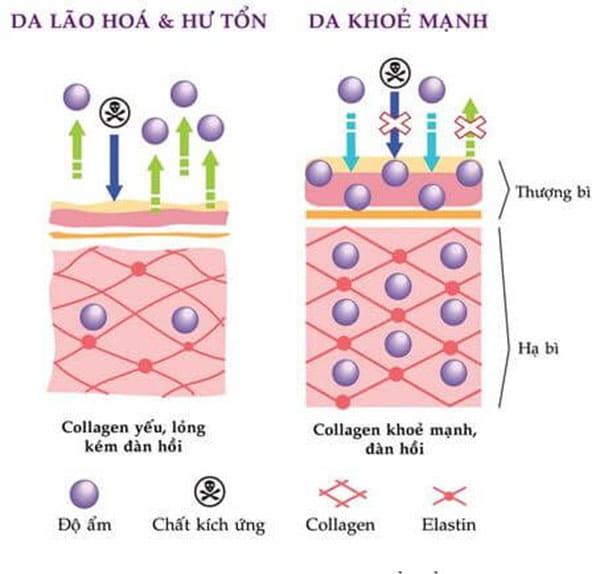 Elastin và Collagen không giống nhau