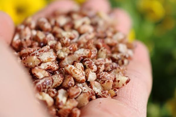 Gạo lứt rang - Món vặt giảm cân hiệu quả tại nhà