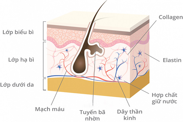 Tác dụng của collagen với làn da