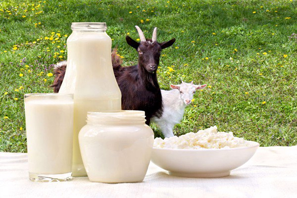 sữa dê đắp mặt có tốt không? Khi đây là một loại sữa chứa nhiều dinh dưỡng