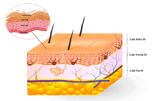Tế bào sừng trên da