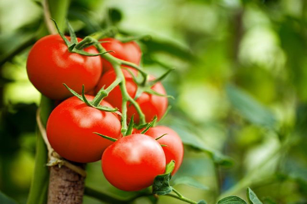Thành phần dưỡng chất trong cà chua và sữa chua giúp đẩy lùi lão hóa