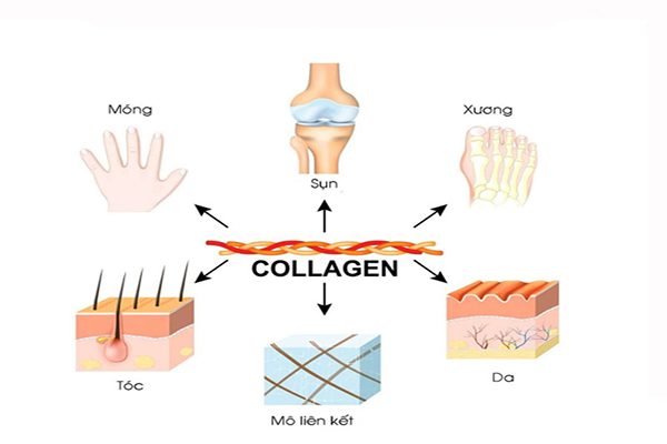 Các loại collagen