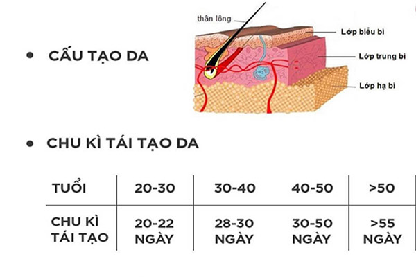 Chu kỳ tái tạo da tự nhiên