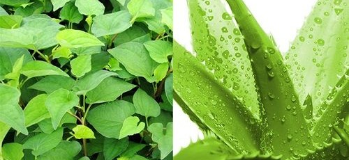 Công thức rau diếp cá kết hợp nha đam giúp se khít lỗ chân lông và cấp ẩm vô cùng hiệu quả Công thức rau diếp cá kết hợp nha đam giúp se khít lỗ chân lông và cấp ẩm vô cùng hiệu quả